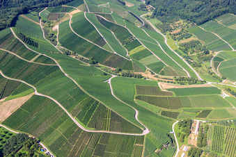 Vue aérienne de Vignobles à proximité du parking de randonnée à Kappelrodeck dans le département Bade-Wurtemberg, Allemagne