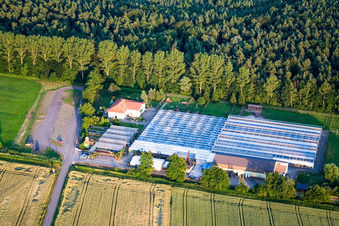 Terre de cactus à Steinfeld dans le département Rhénanie-Palatinat, Allemagne d'en haut