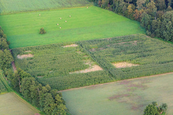 Vue aérienne de Otterbachtal, camp de sangliers dans le champ de maïs à Kandel dans le département Rhénanie-Palatinat, Allemagne