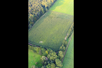 Photographie aérienne de Otterbachtal, camp de sangliers dans le champ de maïs à Kandel dans le département Rhénanie-Palatinat, Allemagne