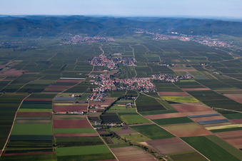 Vue aérienne de Champs agricoles et terres agricoles à Gönnheim dans le département Rhénanie-Palatinat, Allemagne