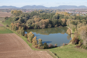 Vue aérienne de Billigheim-Ingenheim dans le département Rhénanie-Palatinat, Allemagne
