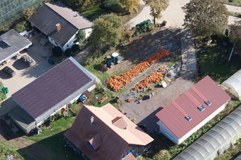 Vue aérienne de Ferme pendant la récolte des citrouilles à Kandel dans le département Rhénanie-Palatinat, Allemagne