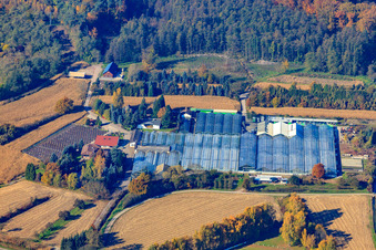 Vue aérienne de Géraniums Endisch GmbH à Hagenbach dans le département Rhénanie-Palatinat, Allemagne