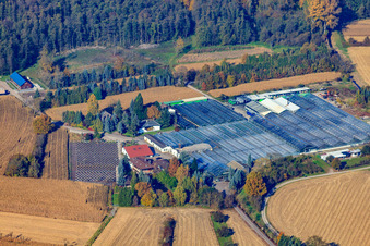 Vue aérienne de Géraniums Endisch GmbH à Hagenbach dans le département Rhénanie-Palatinat, Allemagne