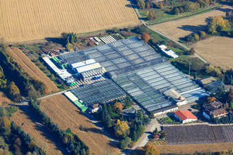 Enregistrement par drone de Géraniums Endisch GmbH à Hagenbach dans le département Rhénanie-Palatinat, Allemagne