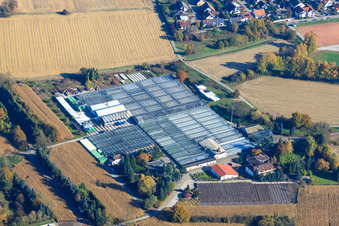 Image drone de Géraniums Endisch GmbH à Hagenbach dans le département Rhénanie-Palatinat, Allemagne