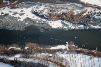 Vue aérienne de Oiseaux sur la glace de la surface de l'eau gelée du Vieux Rhin avec des berges enneigées dans le district de Wörth-Oberwald à Wörth am Rhein dans le département Rhénanie-Palatinat, Allemagne