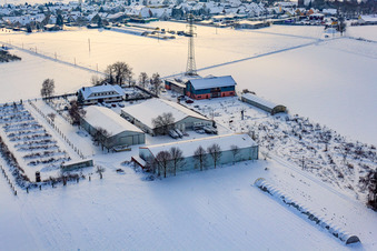 Vue aérienne de Schoßberghof en hiver avec de la neige à Minfeld dans le département Rhénanie-Palatinat, Allemagne