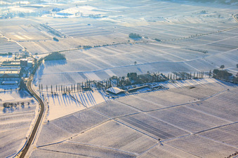 Vue aérienne de Pension pour chevaux Hirtenbrunner Hof à Aalmühl en hiver avec de la neige à Ilbesheim bei Landau dans le département Rhénanie-Palatinat, Allemagne