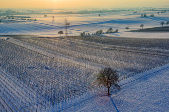 Vue aérienne de Vignes en hiver avec de la neige à Dierbach dans le département Rhénanie-Palatinat, Allemagne