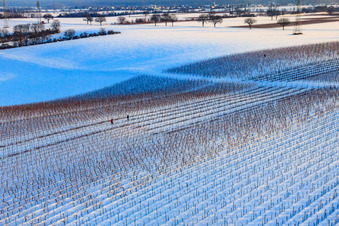 Vue aérienne de Travaux d'hiver dans les vignes sous la neige à Dierbach dans le département Rhénanie-Palatinat, Allemagne