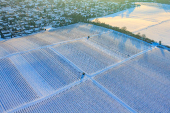 Vue aérienne de Travaux d'hiver dans les vignes sous la neige à Freckenfeld dans le département Rhénanie-Palatinat, Allemagne