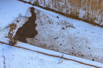 Vue aérienne de Pâturage de bétail sous la neige en hiver à Minfeld dans le département Rhénanie-Palatinat, Allemagne