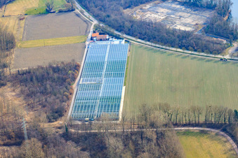 Vue aérienne de Nursery à le quartier Sondernheim in Germersheim dans le département Rhénanie-Palatinat, Allemagne