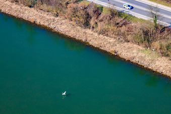 Vue aérienne de Cygne volant au-dessus du Neckar à le quartier Neckarwimmersbach in Eberbach dans le département Bade-Wurtemberg, Allemagne