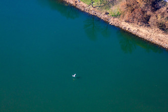 Vue aérienne de Cygne volant au-dessus du Neckar à le quartier Neckarwimmersbach in Eberbach dans le département Bade-Wurtemberg, Allemagne
