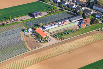 Photographie aérienne de Ferme biologique Kugelmann sur Sonnenweg à Kandel dans le département Rhénanie-Palatinat, Allemagne