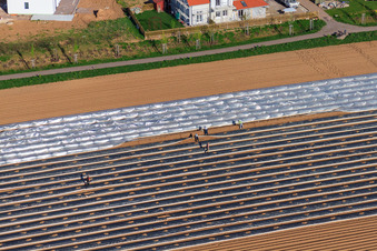 Vue aérienne de Récolte des asperges du Palatinat sous papier aluminium argenté ou noir à le quartier Mörlheim in Landau in der Pfalz dans le département Rhénanie-Palatinat, Allemagne