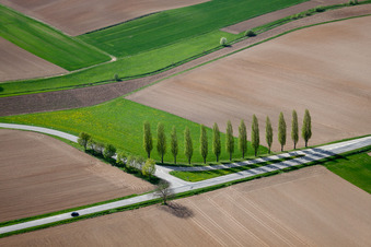 Vue aérienne de Rangée d'arbres le long d'une route de campagne au bord d'un champ à Seebach à le quartier Altenstadt in Wissembourg dans le département Bas Rhin, France