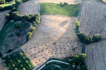 Vue aérienne de Arbres dans un champ dans les Marches à Pergola dans le département Pesaro und Urbino, Italie