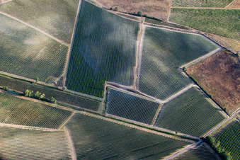 Vue aérienne de Paysage viticole des zones viticoles d'Abbadia à Montepulciano dans le département Siena, Italie