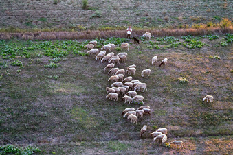 Vue aérienne de Pâturage avec troupeau de moutons et berger à Castroncello à Castiglion Fiorentino dans le département Arezzo, Italie