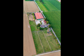 Vue aérienne de Ferme d'élevage de poulains à Steinweiler dans le département Rhénanie-Palatinat, Allemagne