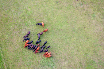 Vue aérienne de Structures de prairie d'un pâturage avec troupeau de bovins dans le sentier de bétail à Minfeld dans le département Rhénanie-Palatinat, Allemagne