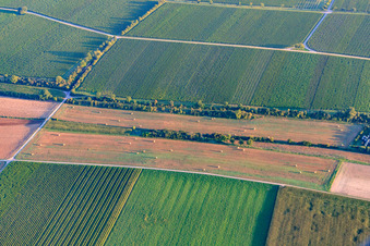 Vue aérienne de Balles de foin dans les prés entre vignes et champs à Essingen dans le département Rhénanie-Palatinat, Allemagne