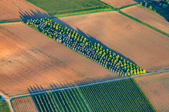 Vue aérienne de Plantation d'arbres dans une pépinière à Riedgraben à Essingen dans le département Rhénanie-Palatinat, Allemagne