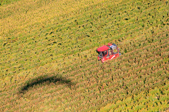 Vue aérienne de Pleine récolte pendant les vendanges à Niederotterbach dans le département Rhénanie-Palatinat, Allemagne