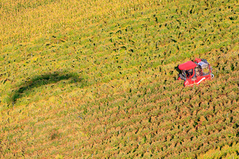 Vue aérienne de Pleine récolte pendant les vendanges à Niederotterbach dans le département Rhénanie-Palatinat, Allemagne