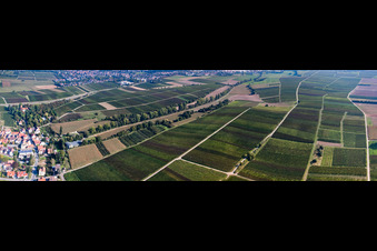 Vue aérienne de Vignobles entre Birnbach et Schleidgraben à Landau in der Pfalz dans le département Rhénanie-Palatinat, Allemagne