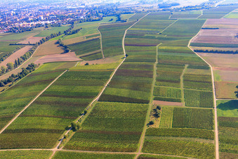 Vue aérienne de Vignobles entre Birnbach et Schleidgraben à Landau in der Pfalz dans le département Rhénanie-Palatinat, Allemagne