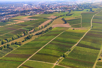Photographie aérienne de Vignobles entre Birnbach et Schleidgraben à Landau in der Pfalz dans le département Rhénanie-Palatinat, Allemagne