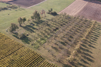 Steinseltz dans le département Bas Rhin, France d'en haut