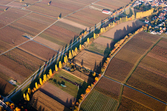 Vue aérienne de Rangée d'arbres automnaux dans les vignes entre Walsheim et Knöringen à Knöringen dans le département Rhénanie-Palatinat, Allemagne