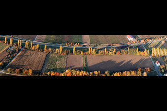 Vue aérienne de Perspective panoramique de rangées de peupliers aux couleurs d'automne sur une route de campagne au bord d'un ruisseau à Roschbach dans le département Rhénanie-Palatinat, Allemagne