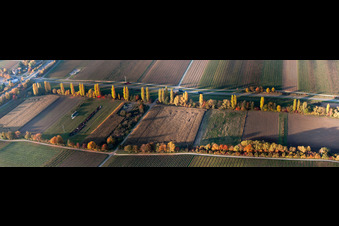 Vue aérienne de Perspective panoramique de rangées de peupliers aux couleurs d'automne sur une route de campagne au bord d'un ruisseau à Roschbach dans le département Rhénanie-Palatinat, Allemagne