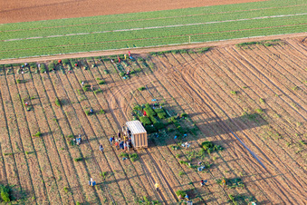 Vue aérienne de Travail sur la récolte de laitue avec des aides à la récolte sur les rangées de champs agricoles à Essingen dans le département Rhénanie-Palatinat, Allemagne