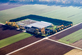 Sudetenhof à Steinweiler dans le département Rhénanie-Palatinat, Allemagne vu d'un drone