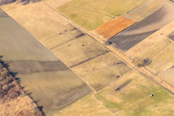 Vue aérienne de Prairies sur la B9 à Rheinzabern dans le département Rhénanie-Palatinat, Allemagne