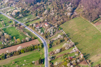Vue aérienne de Fleurs printanières sur la Bergstrasse à Nußloch dans le département Bade-Wurtemberg, Allemagne