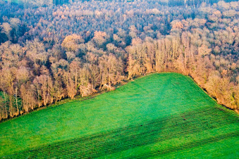 Vue aérienne de Bienwald à Minfeld dans le département Rhénanie-Palatinat, Allemagne