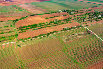 Vue aérienne de À la fontaine Goldberg à le quartier Dalsheim in Flörsheim-Dalsheim dans le département Rhénanie-Palatinat, Allemagne