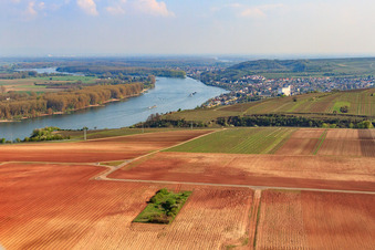 Vue aérienne de Rhin à Nierstein à Nierstein dans le département Rhénanie-Palatinat, Allemagne