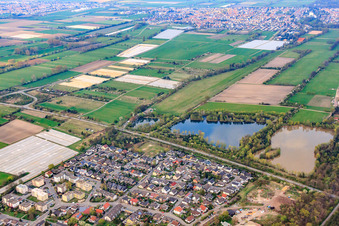 Vue aérienne de Chemin des saules à Haßloch dans le département Rhénanie-Palatinat, Allemagne