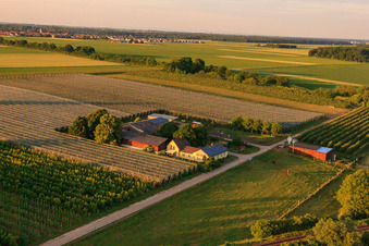 Asperges et Obsthof Gensheimer à Steinweiler dans le département Rhénanie-Palatinat, Allemagne hors des airs