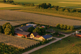Asperges et Obsthof Gensheimer à Steinweiler dans le département Rhénanie-Palatinat, Allemagne vue d'en haut
